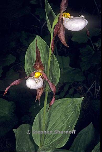 Cypripedium montanum 7 graphic